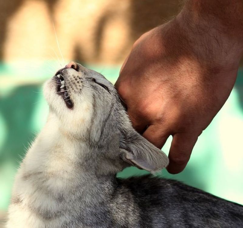 Purring Is A Form Of Communication And Happiness