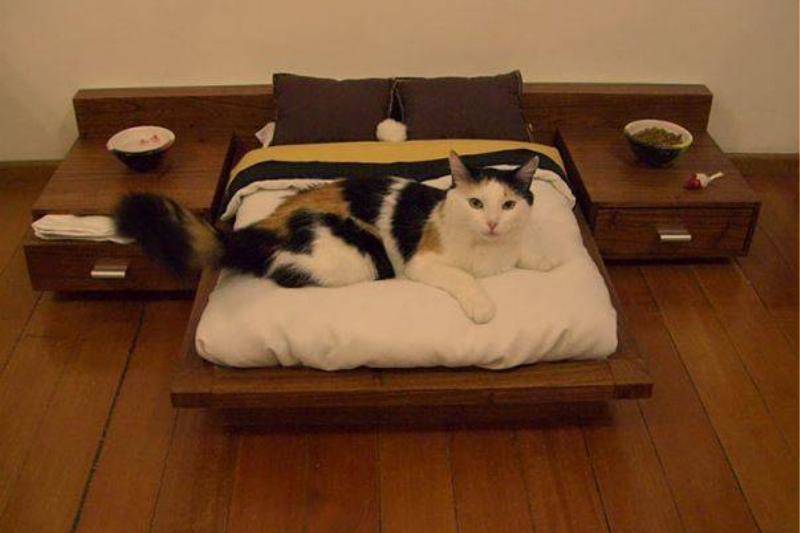 cat-bedroom.jpg-17789
