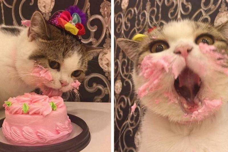 cat-birthday-cake-27658