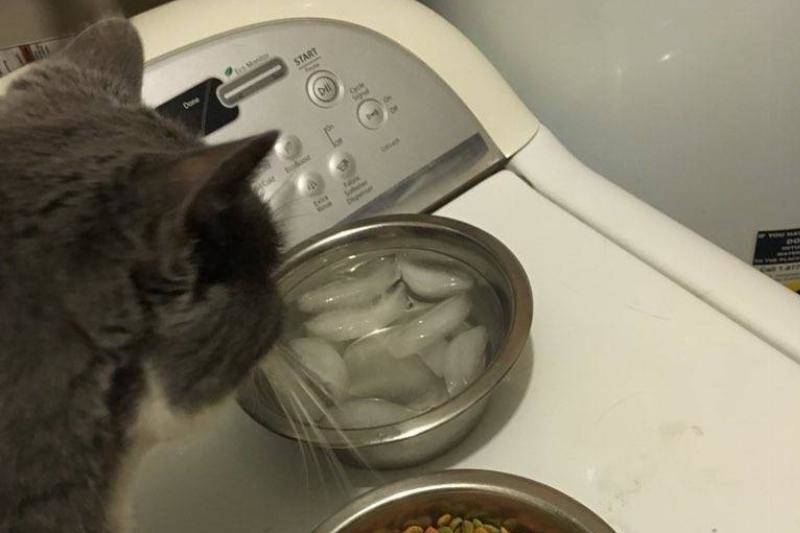 cat-ice-water-39233