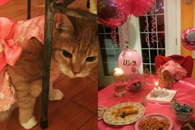 cat-quinceanera-97095