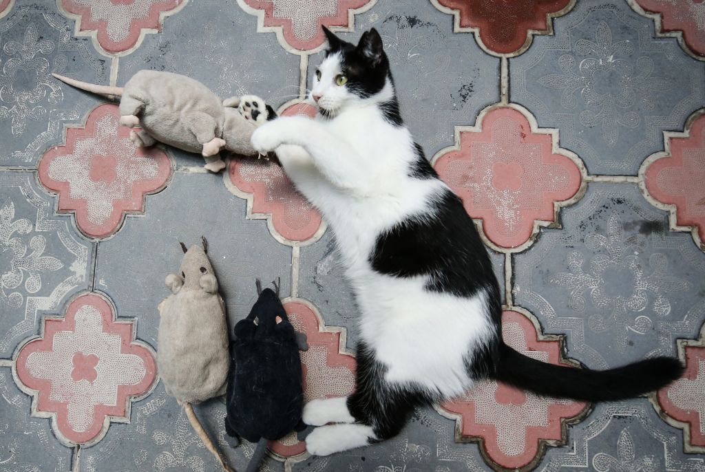 A cat is playing with mouse toys