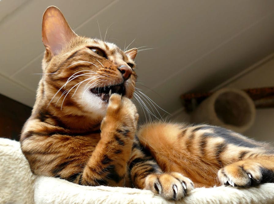 Biting Their Nails Could Mean They're Bored