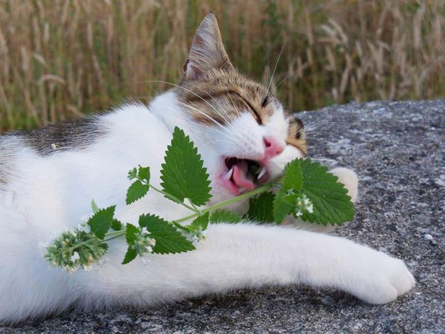 Catnip Makes Them Feel Extreme Joy