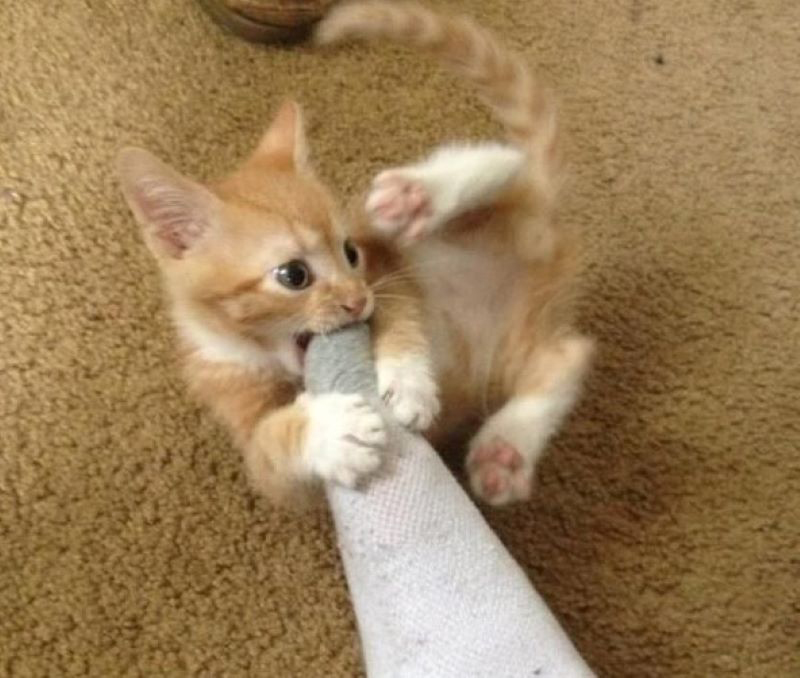 playful-kitten-01