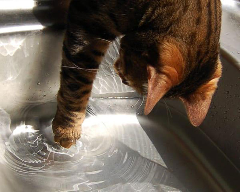 pawing at water