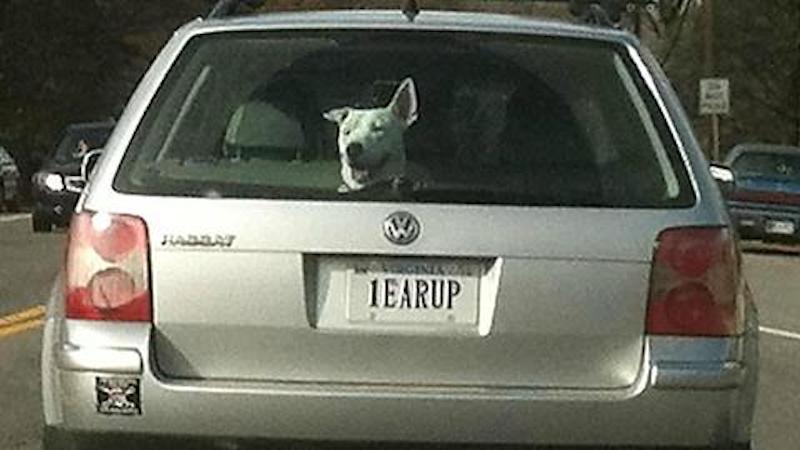 funny dog license plate