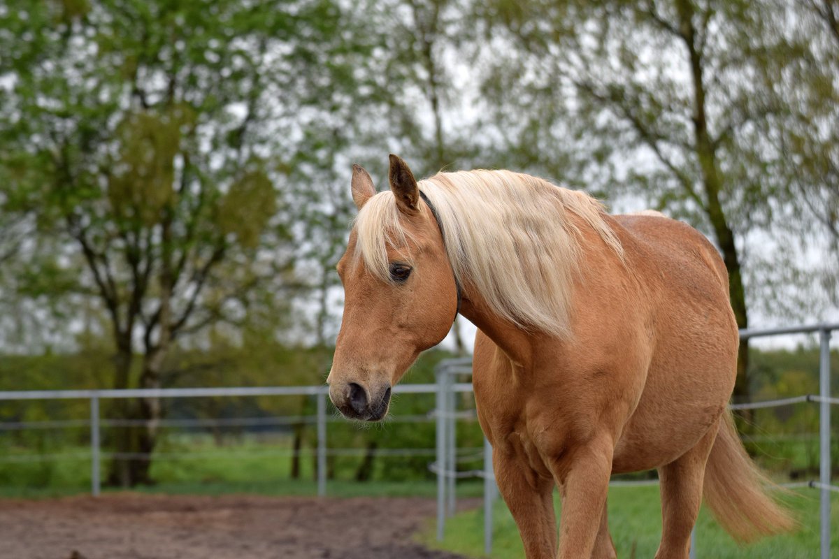 palomino horse in field