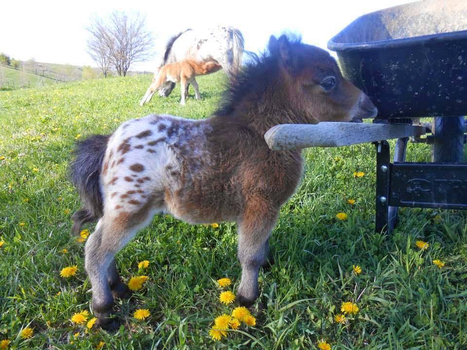 mini horse appaloosa