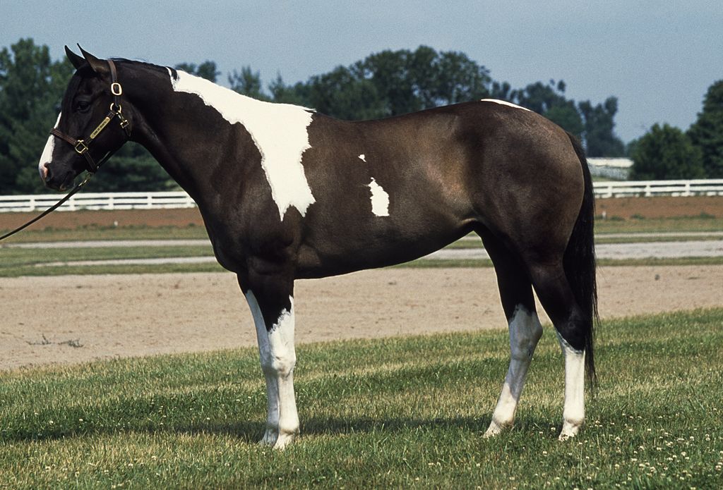 Paint horse standing in a field