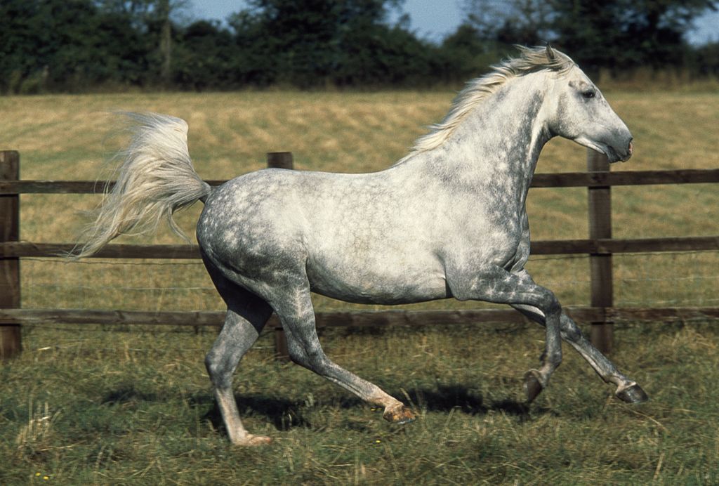 Arabian or Arab horse dapple grey