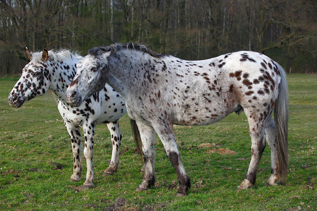 Appaloosa horses stand together
