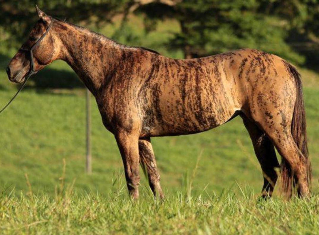 Brindle horse as seen from the side