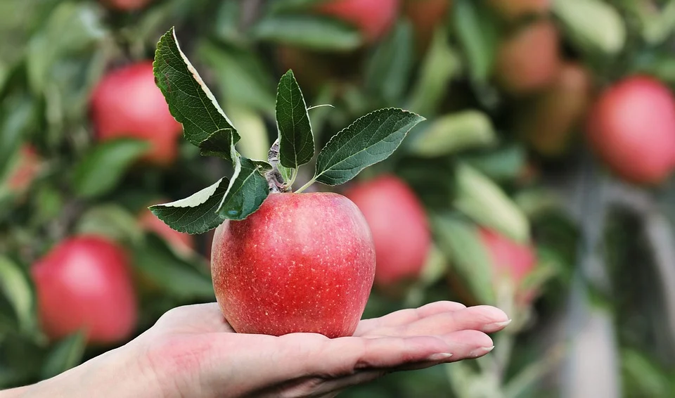 Delicious, fresh, juicy and sweet, apple is the apple of the family and we know everyone would love to eat it even more especially when it's wrapped in a delicious recipe that they can also prepare at home. A good apple pie is all about the crispiness of the apple crust while the sugary apple filling is all about the moistness of the apple filling and of course the juiciness of the apple. You can also opt for the apple ciders, apple juices or even apple puree but if you're going to purchase the apple slices then try to go for apple crisp or apple pear sauce for your next party and get everybody talking. Here are some other recipes you might find interesting and very practical to serve apple for the next party.