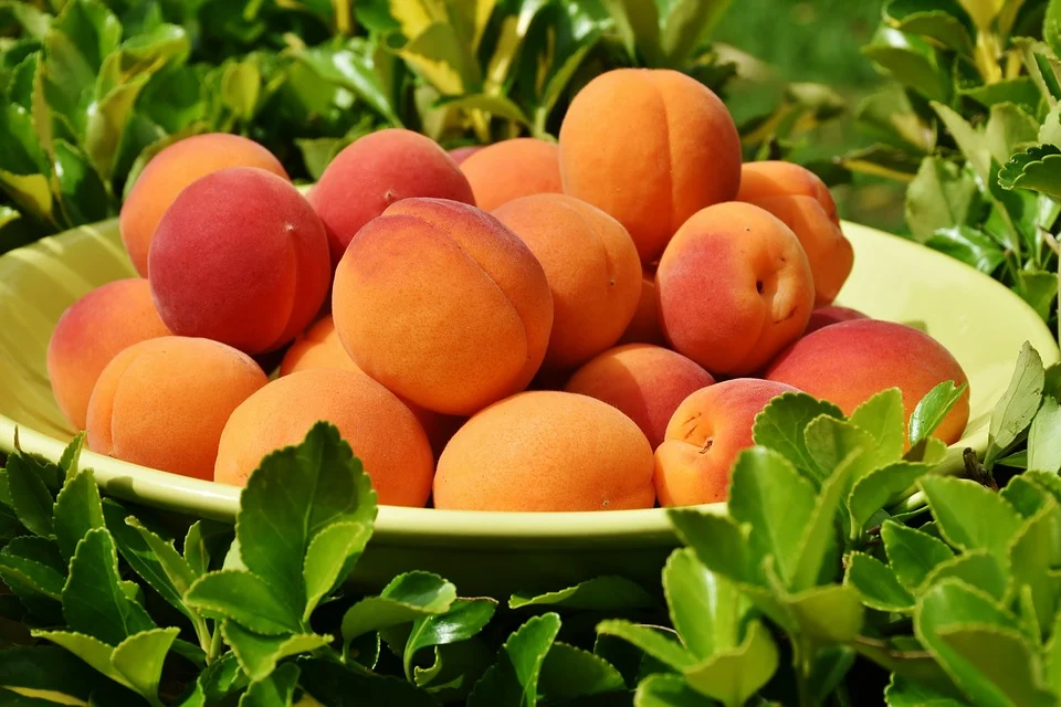 The sweet, juicy peaches have always been adored by people across the globe, especially those living in warmer climates. They are not only good for you, but are also great tasting when eaten as snacks. Picking peaches is a lot like picking grapes. You should handle them with care to avoid damaging them or scratching the skin around the pit. They are more susceptible to damage when wet, so always store them in a dry place. Keep fresh peaches on your kitchen counter or in a glass container in the fridge until you use them.