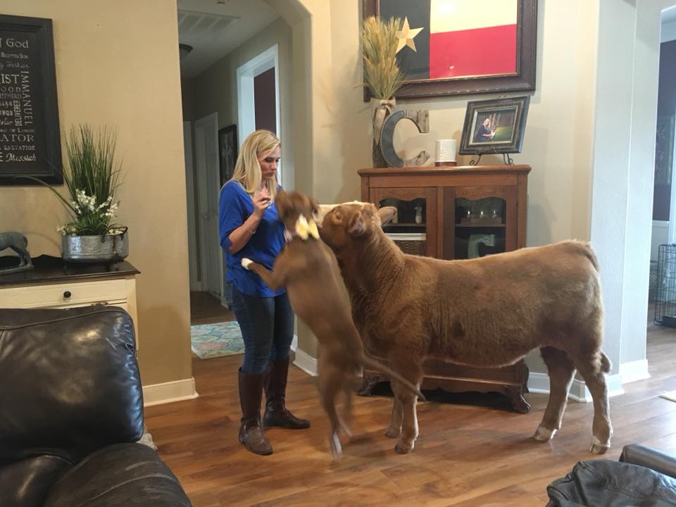 A Sneaky Cow