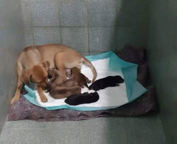 Adopt, Don't Shop