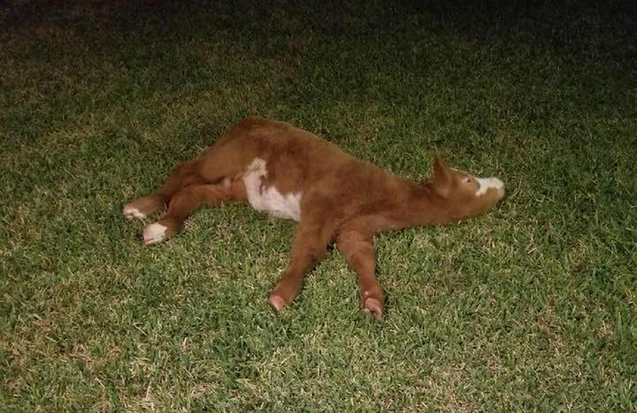 An Unfortunate Calf