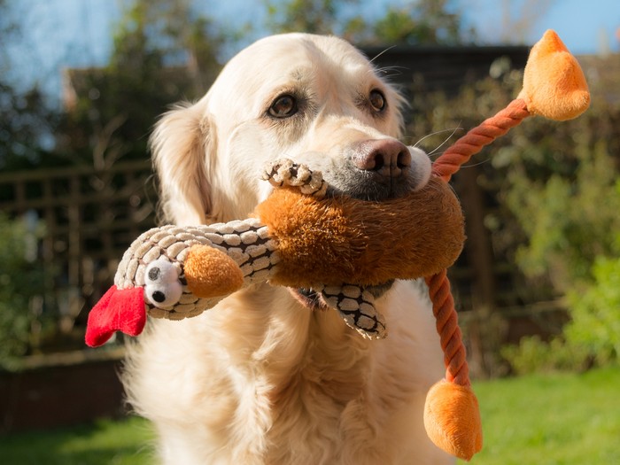 Bringing You Toys