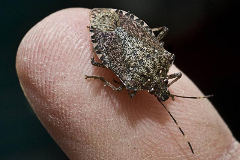 Brown Marmorated Stink Bug