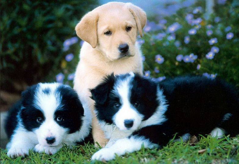 Can Anyone Take Care Of Dogs And Puppies