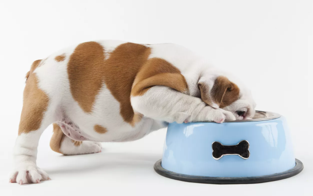 Choosing Your Puppy's Food