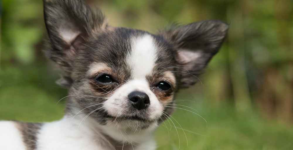 Choosing A Name For Your Puppy