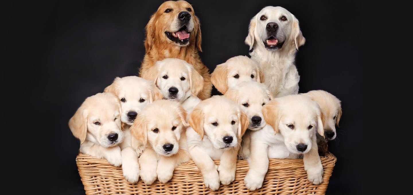 Choosing The Right Puppy