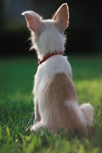 Flicking Ears
