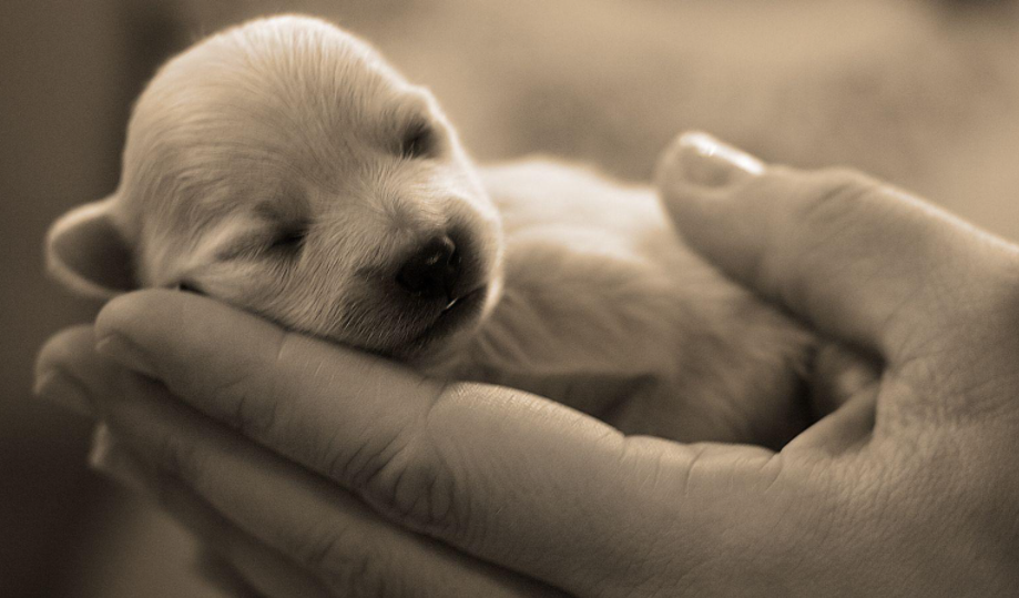 Fragile Puppies