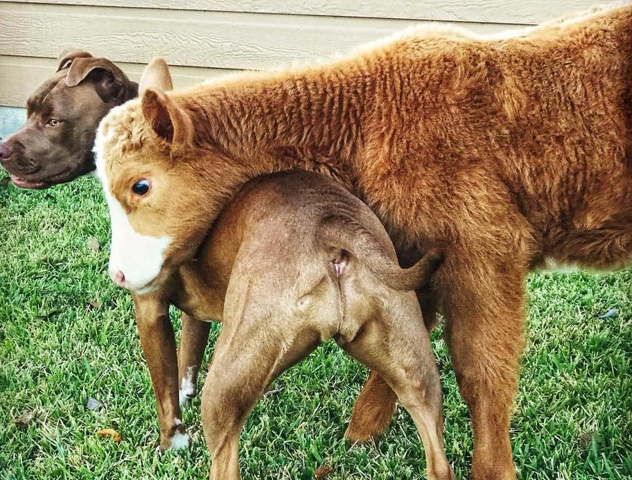 Friendship Among Animals