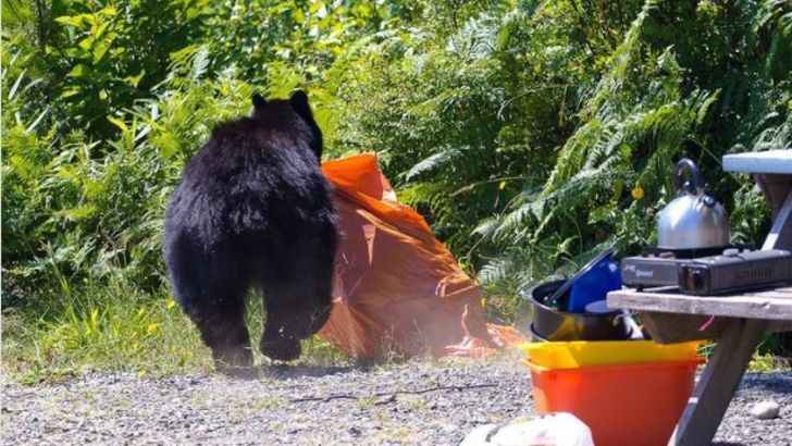 Just Bear It