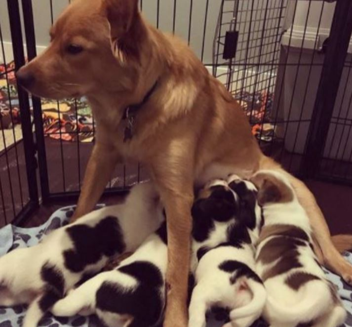 Just Like Their Dad