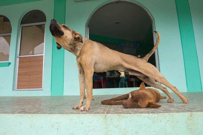 Just Like Yoga