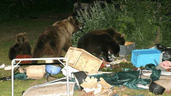 Just The Bear Essentials