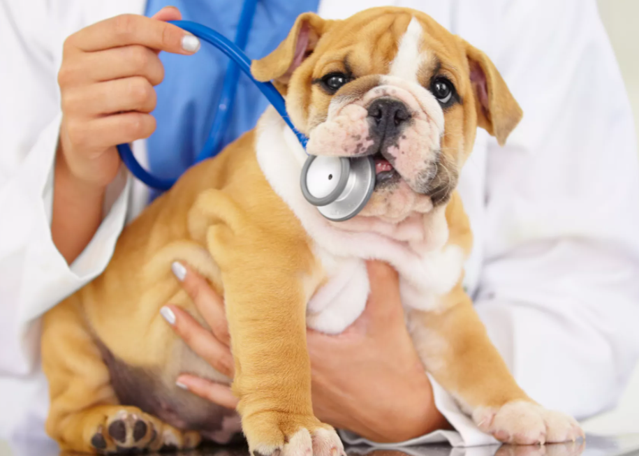 Keeping Your Puppy Healthy