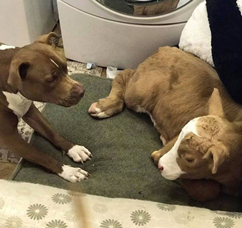Loved By The Dog