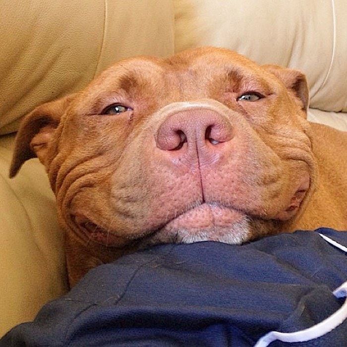 Loving and Loyal Creatures