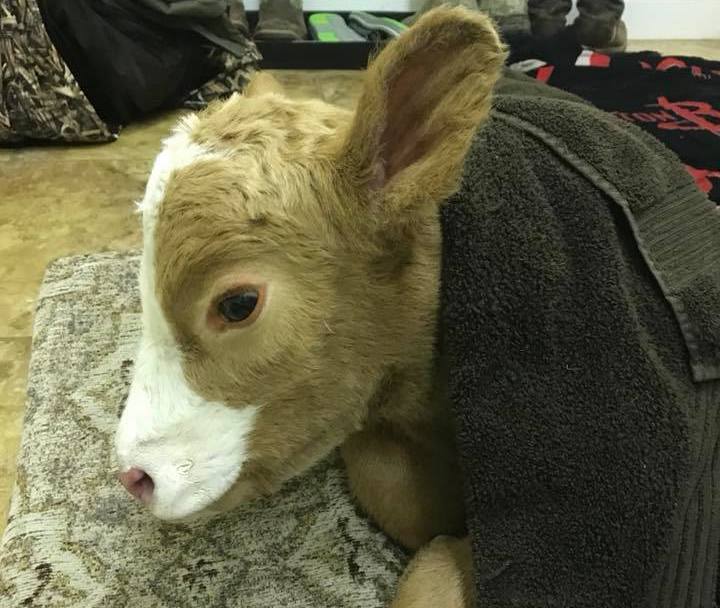 Meet Harveigh