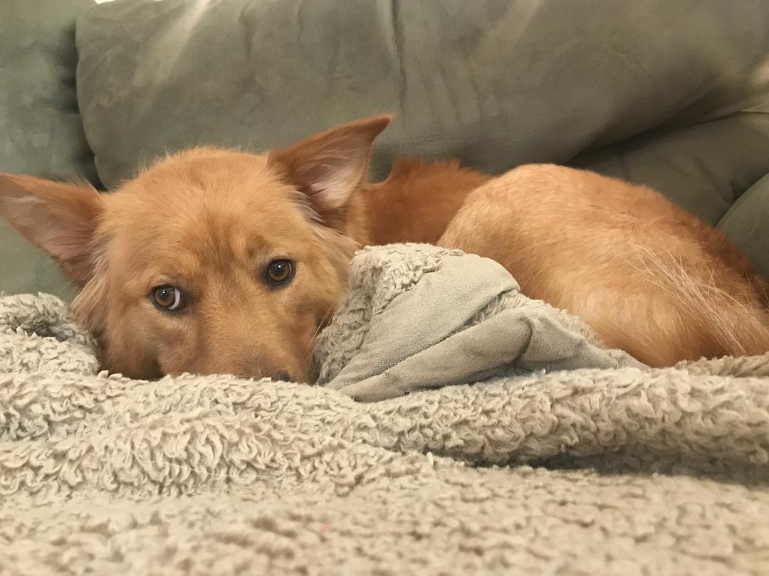 Meet Rosie