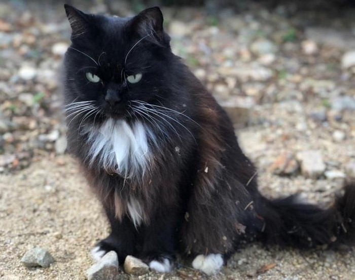 Pregnant Cat Gave Birth, But There Was Something Not Right About Her Babies…