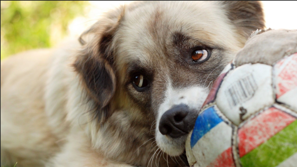Puppy Supplies That Are Not Optional