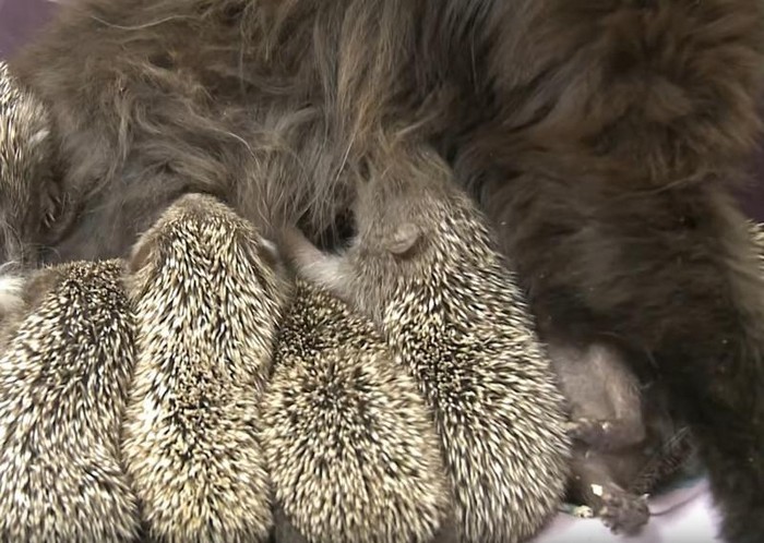 Raising Baby Hedgehogs