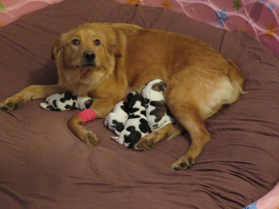 Spotted Pups