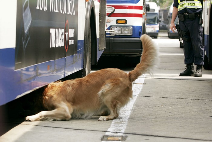 Straightened Tail