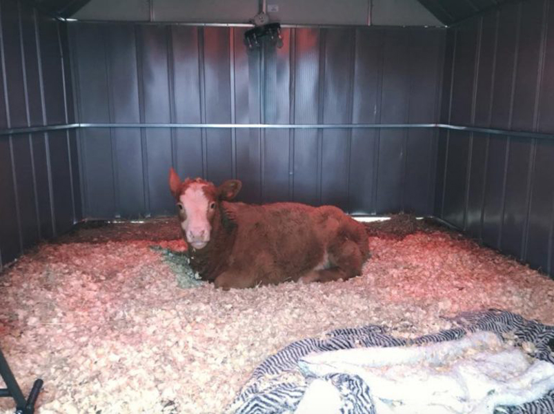The Cow Condo