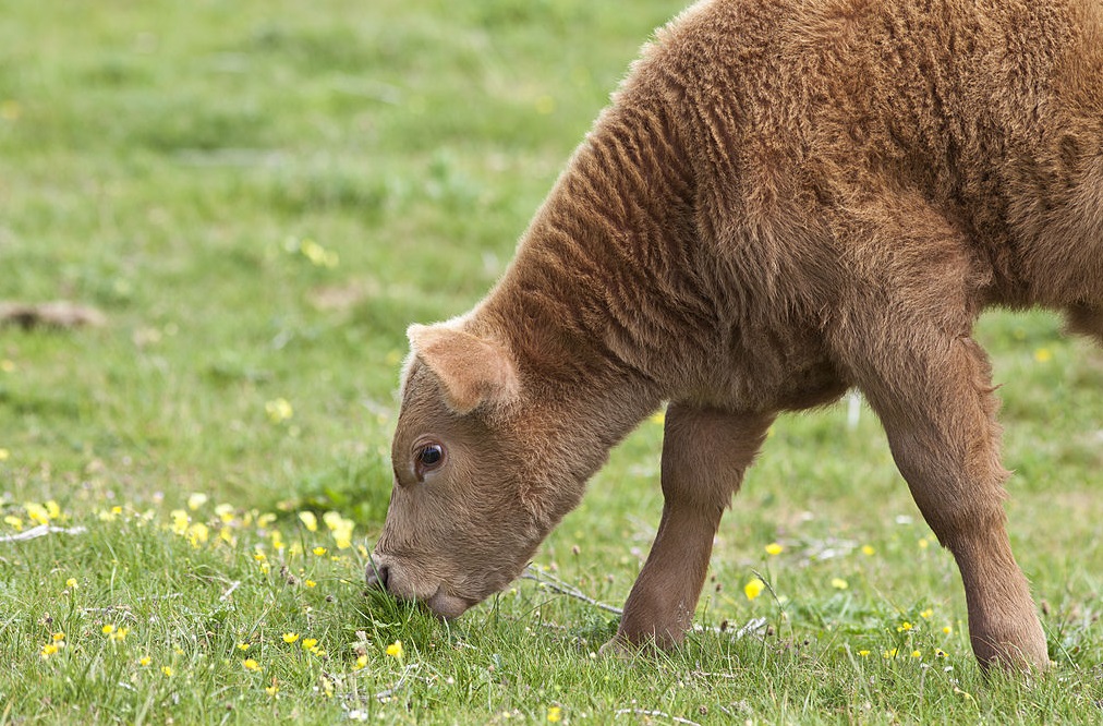 Calf In Buttercup Meadow, County Clare, Ireland