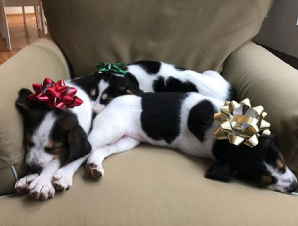 They Are In Good Paws
