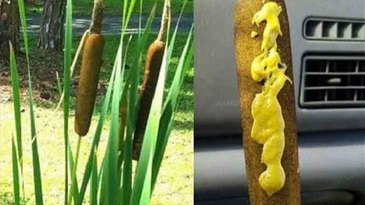Those Are Not Hotdogs