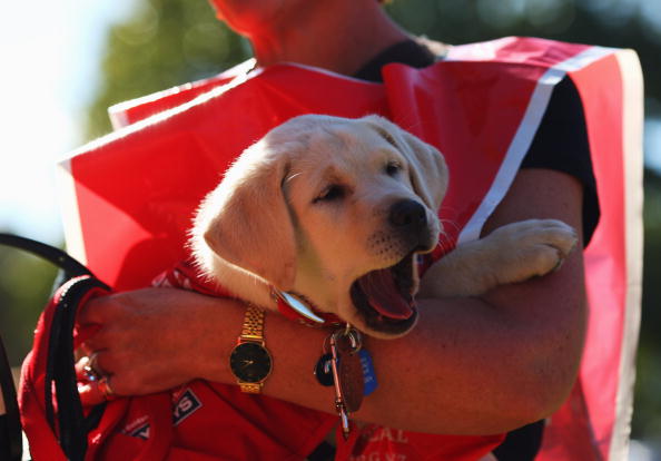 When Dogs Yawn